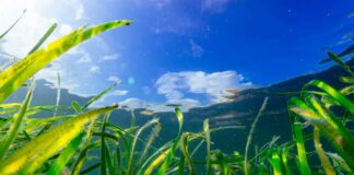 WWF France : La Posidonie, poumon de la Méditerranée, a déjà perdu 34% de sa surface sur tout le littoral méditerranéen